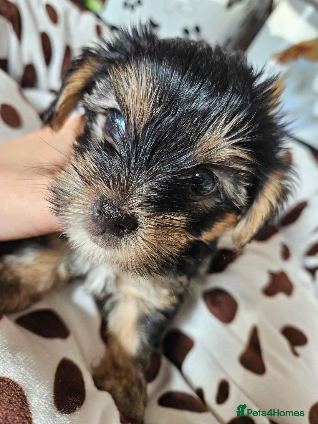 Yorkshire Terrier dogs for sale: DNA TESTED Father - Yorkshire Terrier puppies  - Image 7
