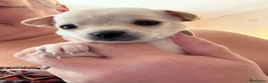 Chihuahua 5