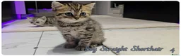 Scottish Fold cats for sale: Scotish fold kittens - Advert 13