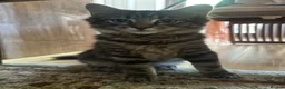 Maine Coon cats for sale: BEAUTIFUL MAINE COON MIX KITTENS - Ready now - Advert 16