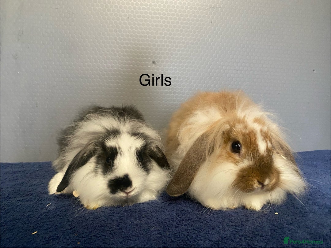 Mixed Breed rabbits for sale: baby rabbits for sale, lop cross lion heads in Corwen - Image 2