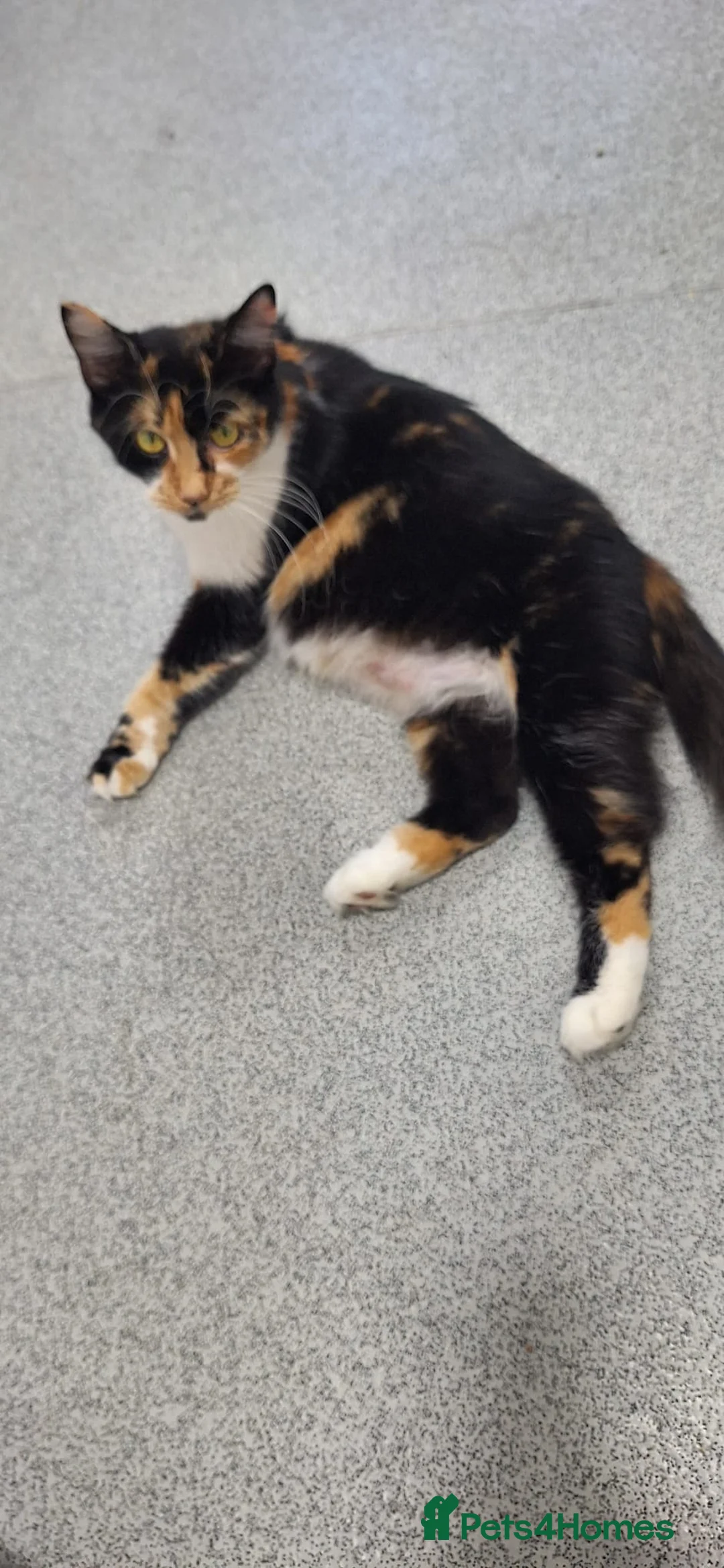 Mixed Breed cats for sale: Beautiful kittens ready now  - Advert 14