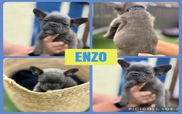 French Bulldog dogs for sale: Beautiful baby frenchies - Image 4