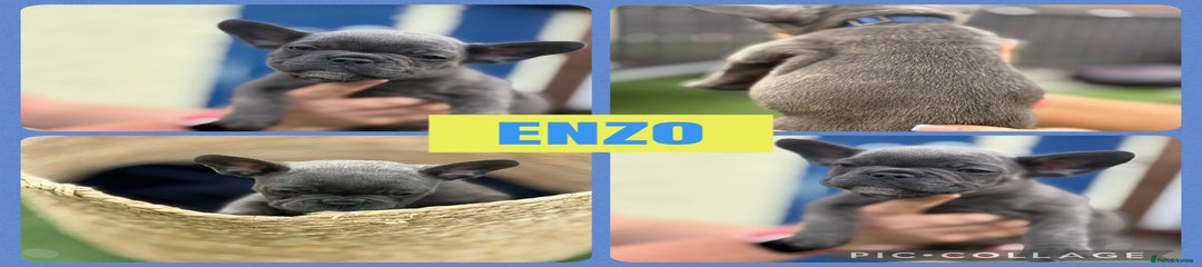 Enzo