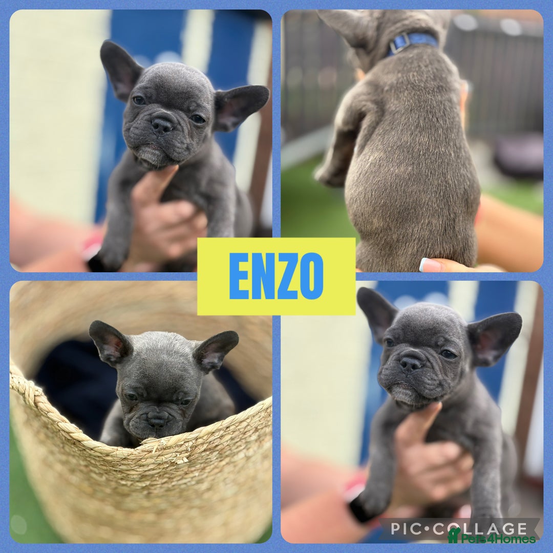 French Bulldog dogs for sale: Beautiful baby frenchies - Image 4