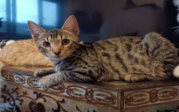 Domestic Shorthair cats for sale: Kittens Ready Now All Colours - Image 18