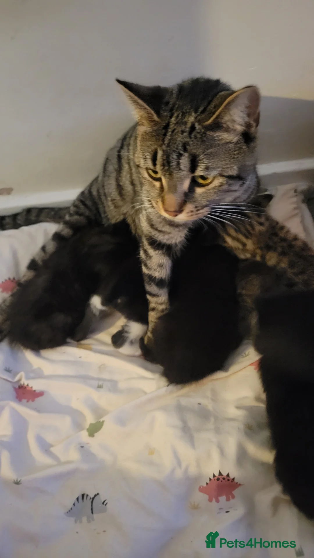 Mixed Breed cats for sale: 6 adorable kittens Ready for their forever homes - Advert 14