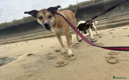 Mixed Breed dogs for adoption: Sara - Norwich Norfolk  - Image 9