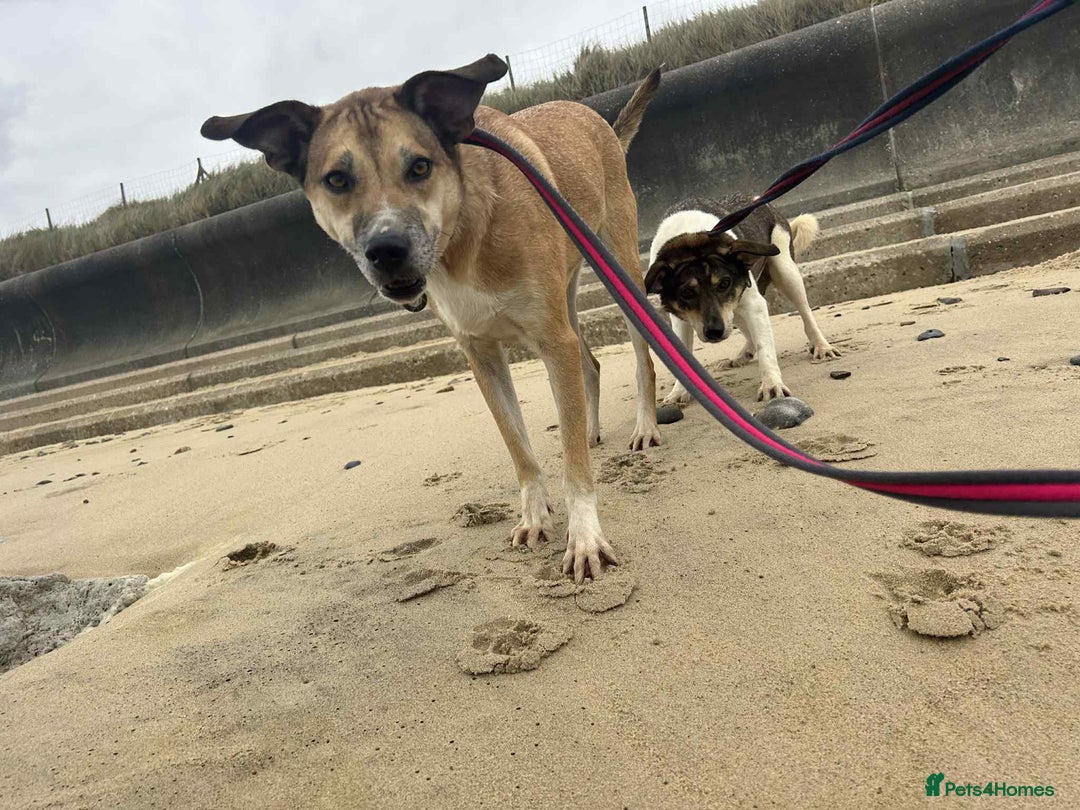 Mixed Breed dogs for adoption: Sara - Norwich Norfolk  - Image 9