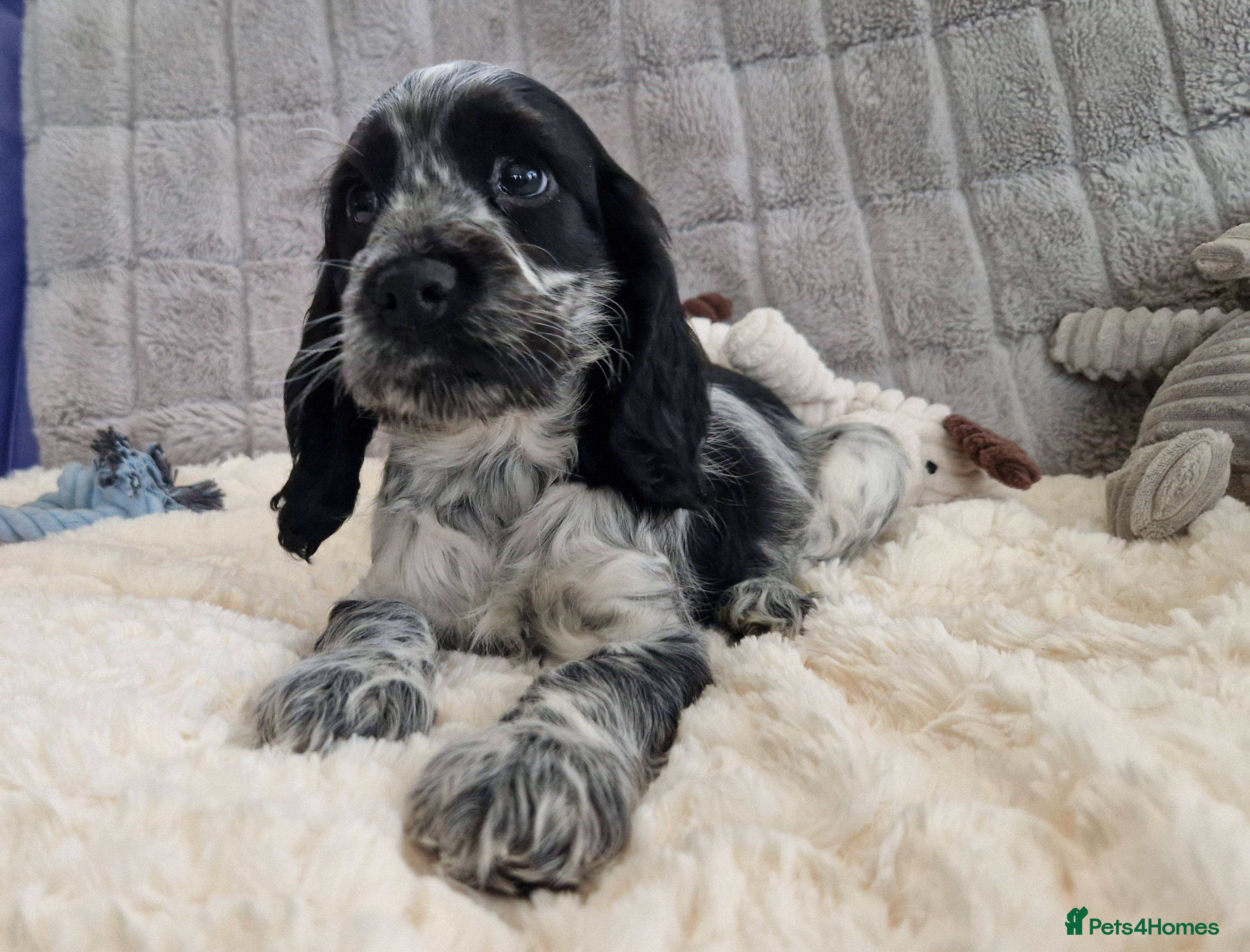 Cocker Spaniel dogs Pedigree English Cocker Spaniel Puppies for sale - Advert 3
