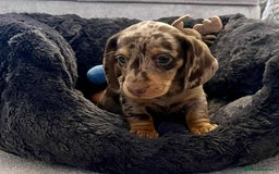 Miniature Dachshund dogs for sale: Miniature smooth haired Dachshund puppies  - Image 6