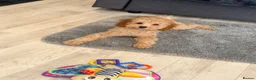 Toy Poodle dogs for sale: 1 boy available healthtested beautiful toy poodle  - Advert 20