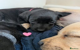 Labrador Retriever dogs for sale: Black/red Labrador pups - Image 3