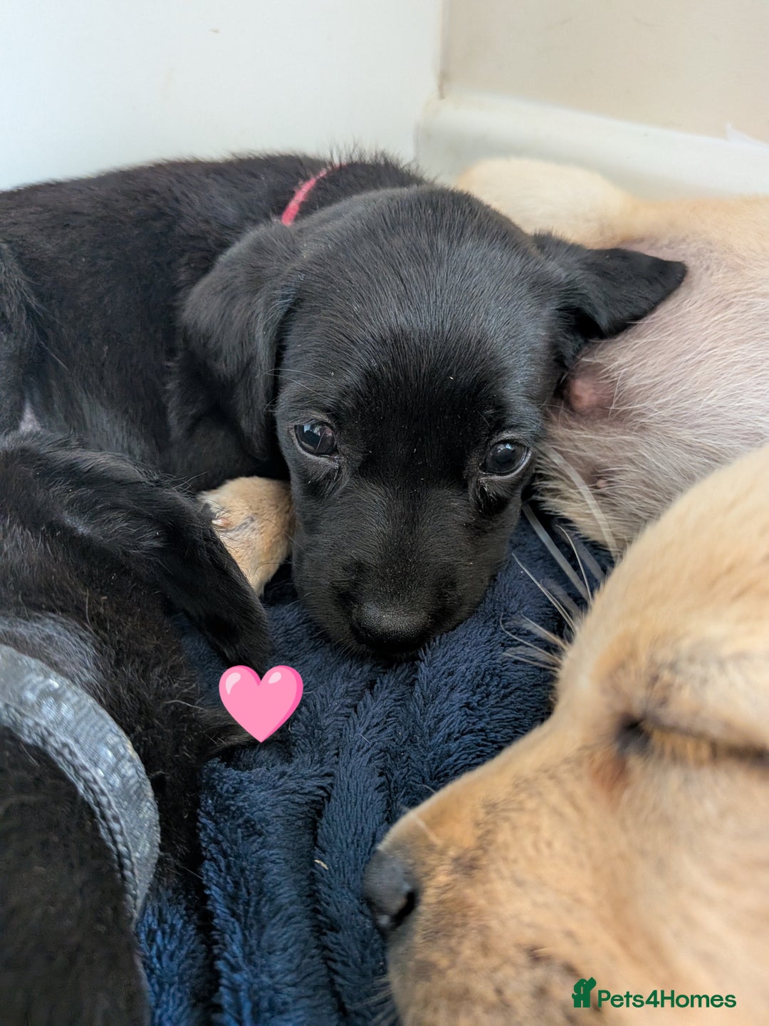 Labrador Retriever dogs for sale: Black/red Labrador pups - Image 3