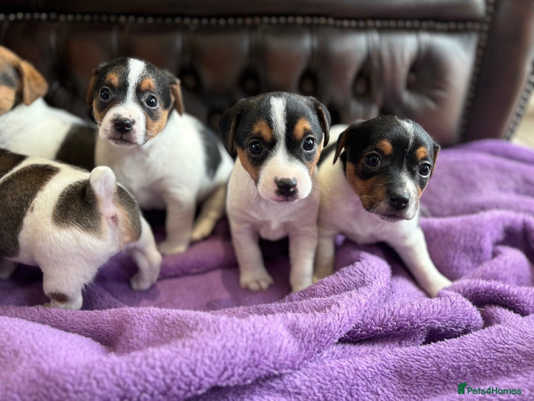 Jack Russell dogs for sale: Jack Russell puppies  - Advert 10
