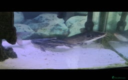 Catfish fish for sale: Large Fish Tank 120 x 70 x 38 cm with Catfish etc  - Image 8