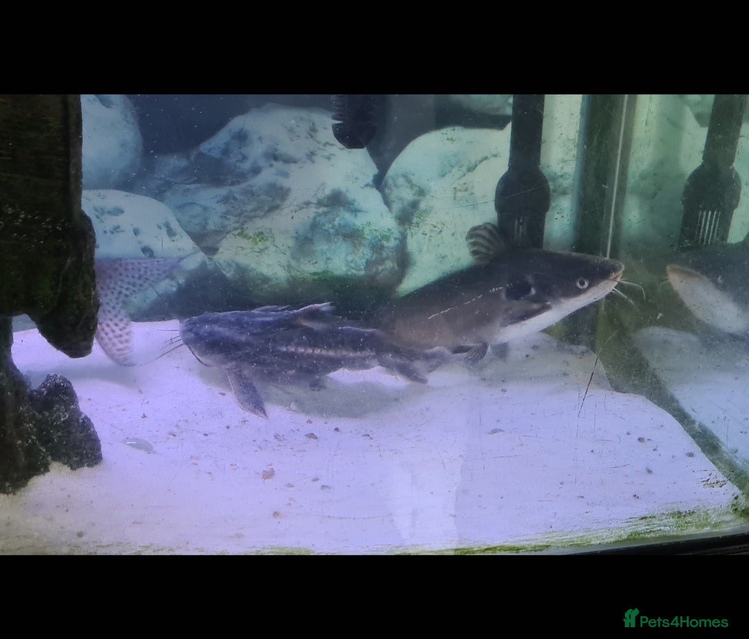 Catfish fish for sale: Large Fish Tank 120 x 70 x 38 cm with Catfish etc  - Image 8