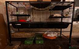 Rat rodents for sale: Two female hooded rats - Image 3