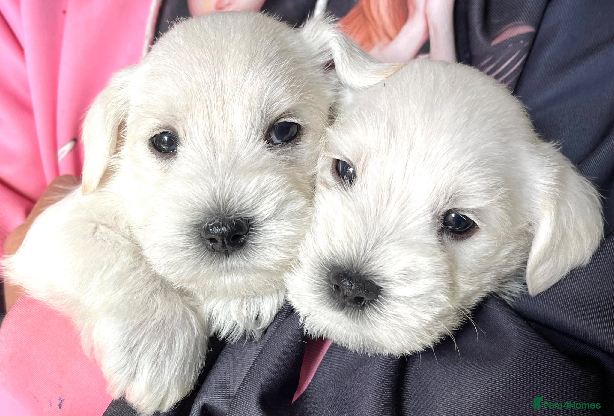 Miniature Schnauzer dogs WHITE MINIATURE SCHNAUZERS  - Advert 2