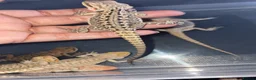 Bearded Dragon reptiles for sale: Clutch of leather backbearded dragon babies in Nottingham - Advert 5