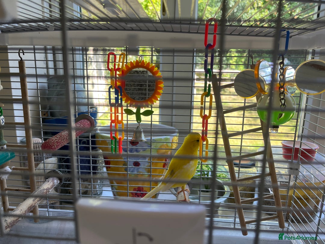 Canaries birds for sale: Beautiful Canary with cage and accessories  - Image 3