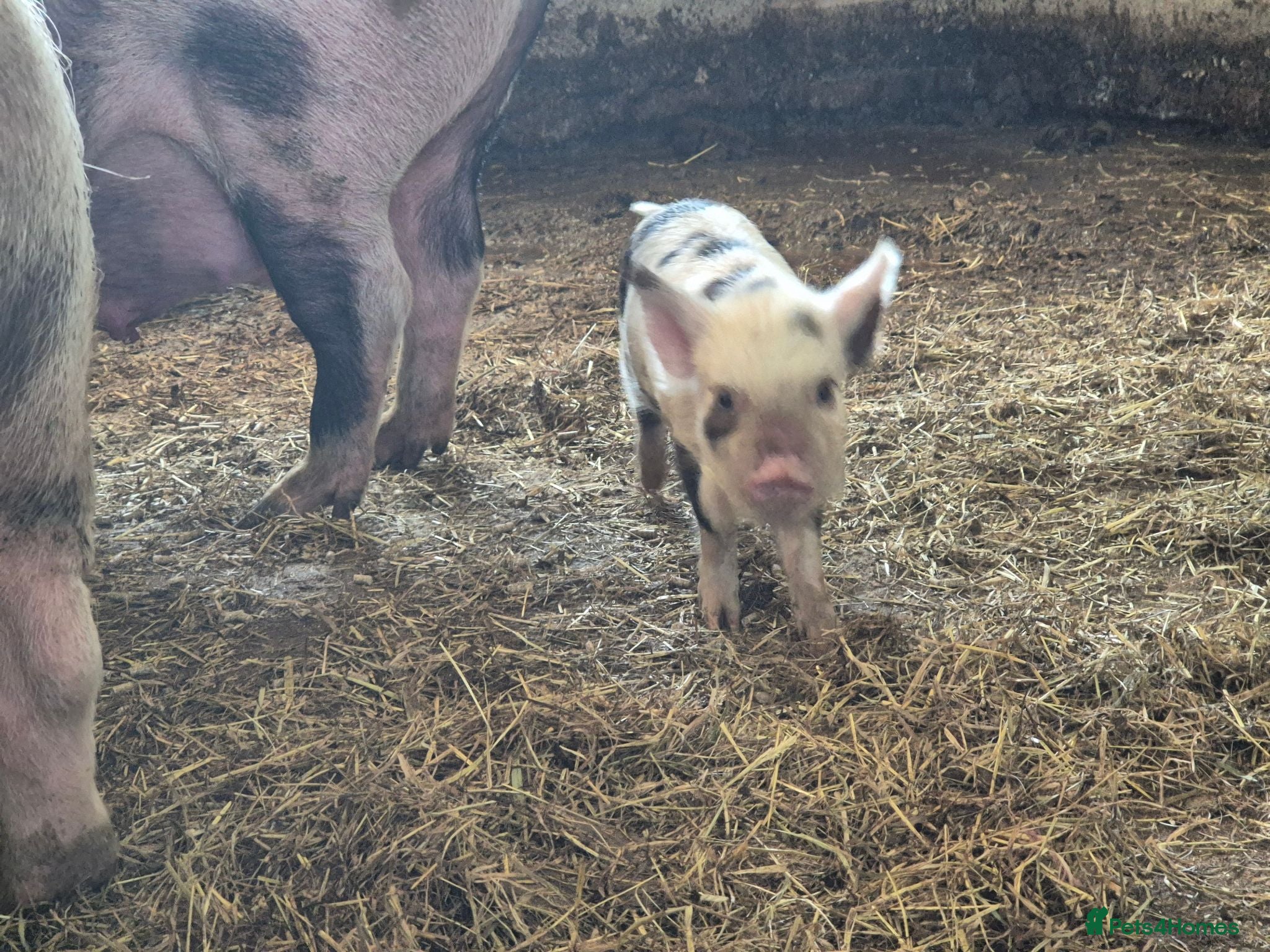 Pig livestock Kune Kune Piglets  - Advert 2