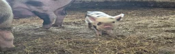 Pig livestock for sale: Kune Kune Piglets  in Winkleigh - Advert 2