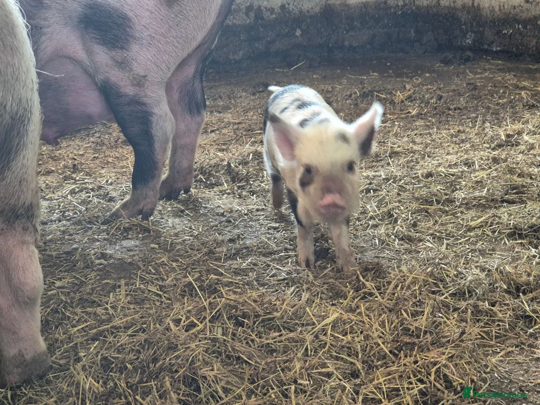Pig livestock for sale: Kune Kune Piglets  in Winkleigh - Advert 2