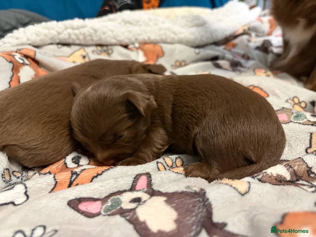 Chihuahua dogs for sale: One solid chocolate female chihuahua left!! ⭐️⭐️⭐️ - Advert 36