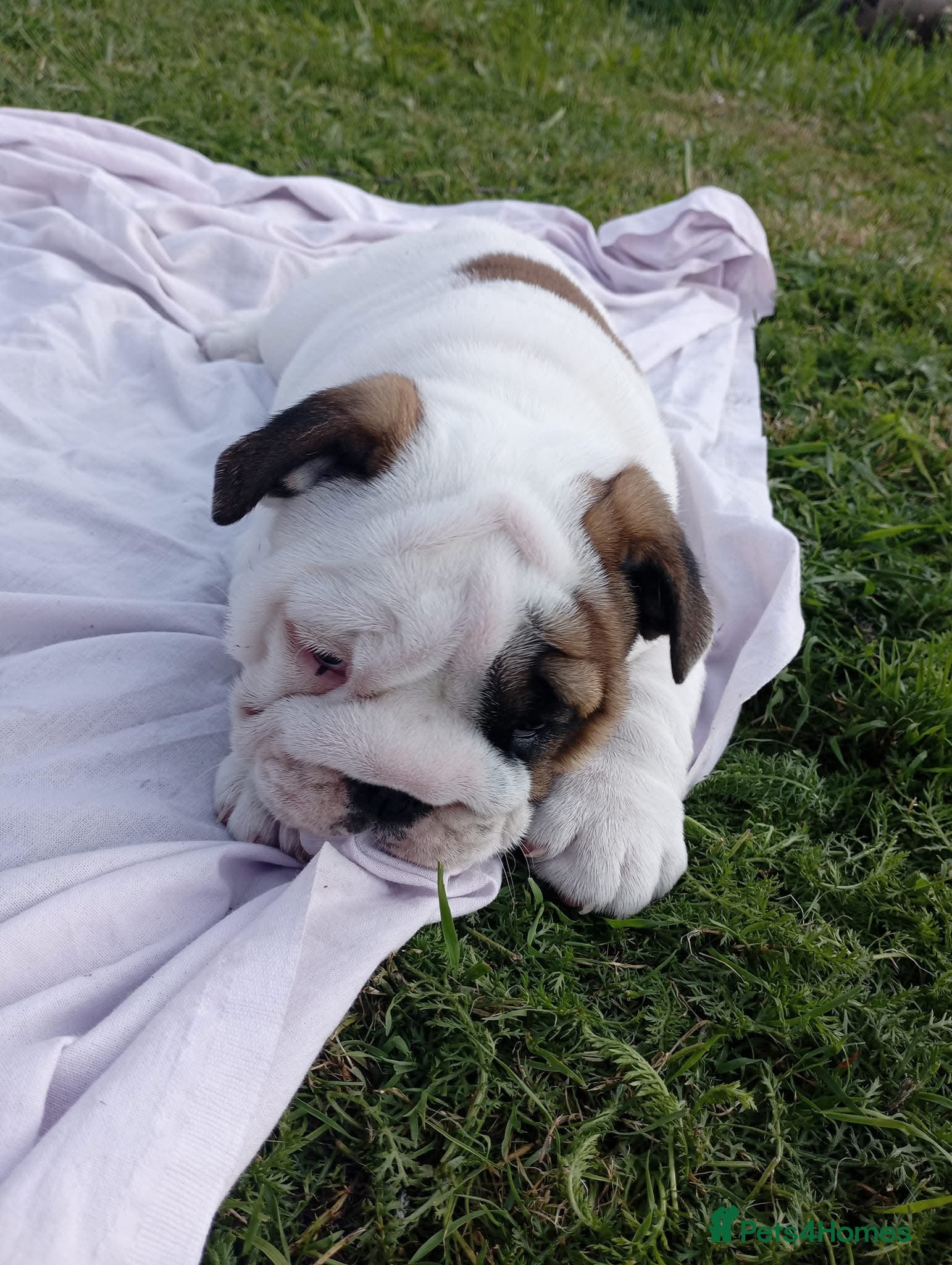 English Bulldog dogs 😍 Beautiful English bulldog puppies 🐶 ❤️  - Advert 1