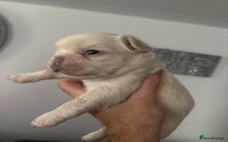 French Bulldog dogs for sale: Fluffy French bulldog  - Image 13