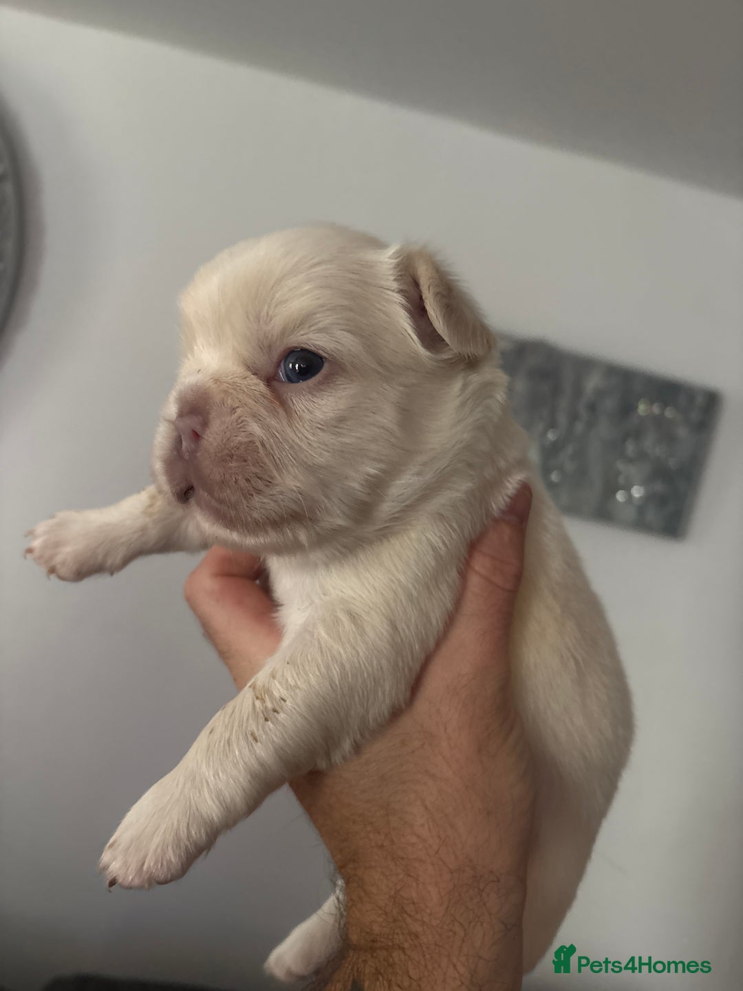 French Bulldog dogs for sale: Fluffy French bulldog  - Image 13