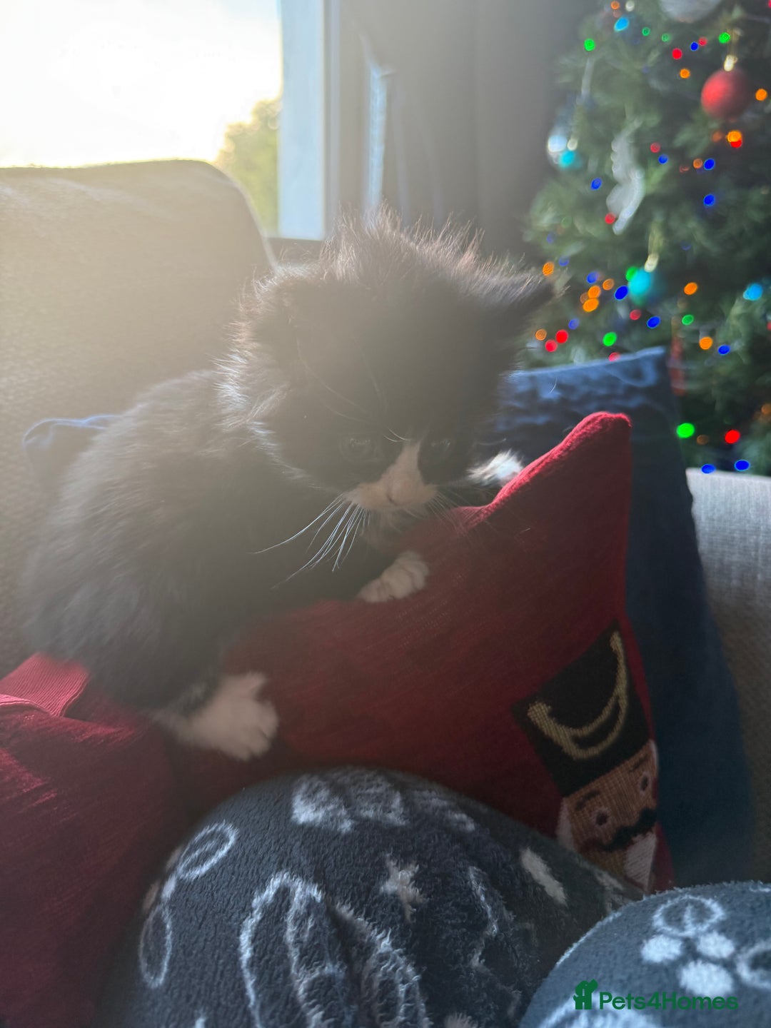 British Longhair cats for sale: Beautiful little kitten - Boy  - Advert 5