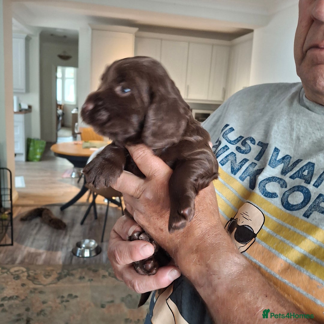 Mixed Breed dogs for sale:  Rare Little Glossy Chunks of Spaniel - Image 2