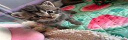 Exotic cats for sale: Exotic Persian shorthair in Saint Austell - Advert 3