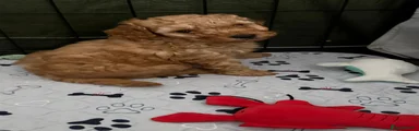 Cockapoo 4
