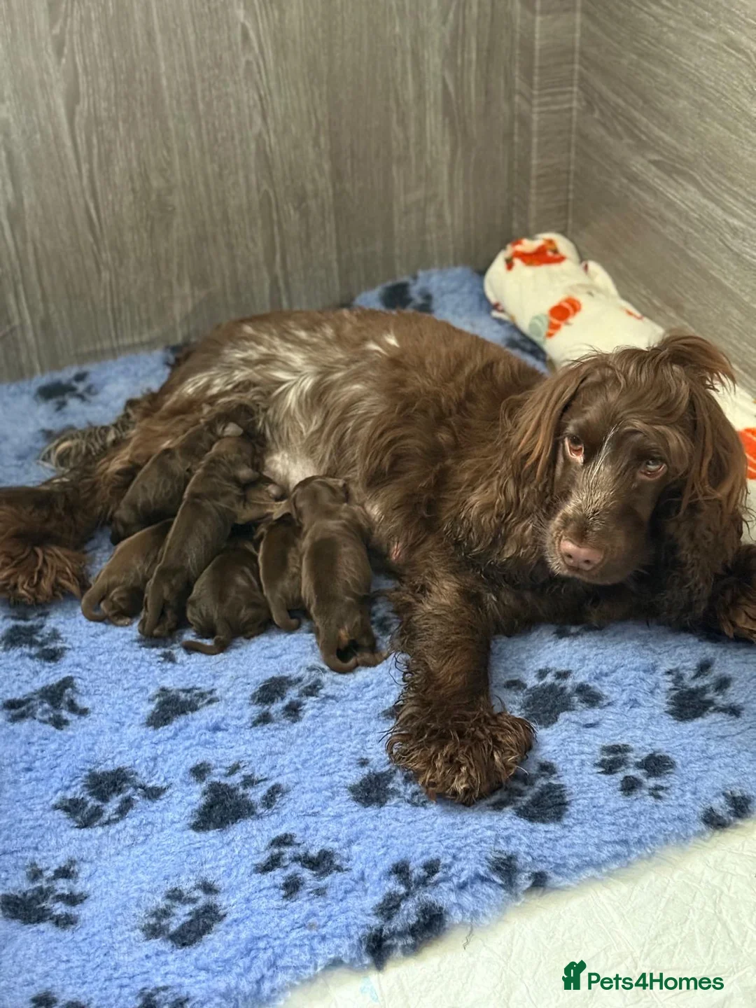 Cocker Spaniel dogs for sale: KC Registered Show-Type Cocker Spaniel Puppies - Advert 2