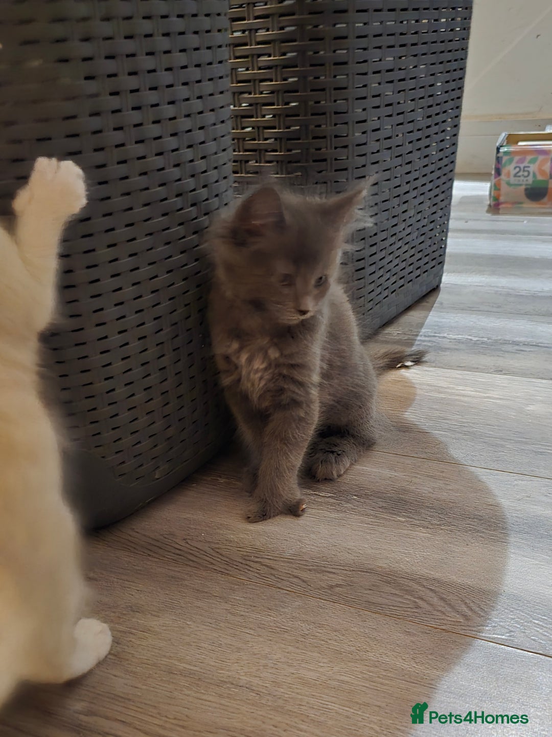 Maine Coon cats for sale: 3 male main coon kittens - Advert 6