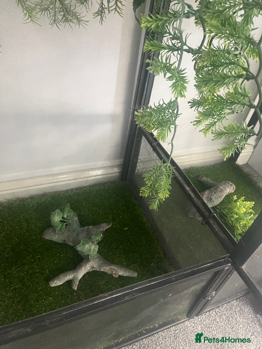 Chameleon reptiles for sale: Open air Viv chameleon  (chameleon not included) - Image 4