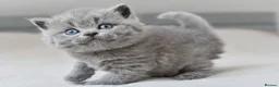 British Shorthair cats for stud: 🤍 PROVEN White British Shorthair Stud Service 🤍 - Advert 11