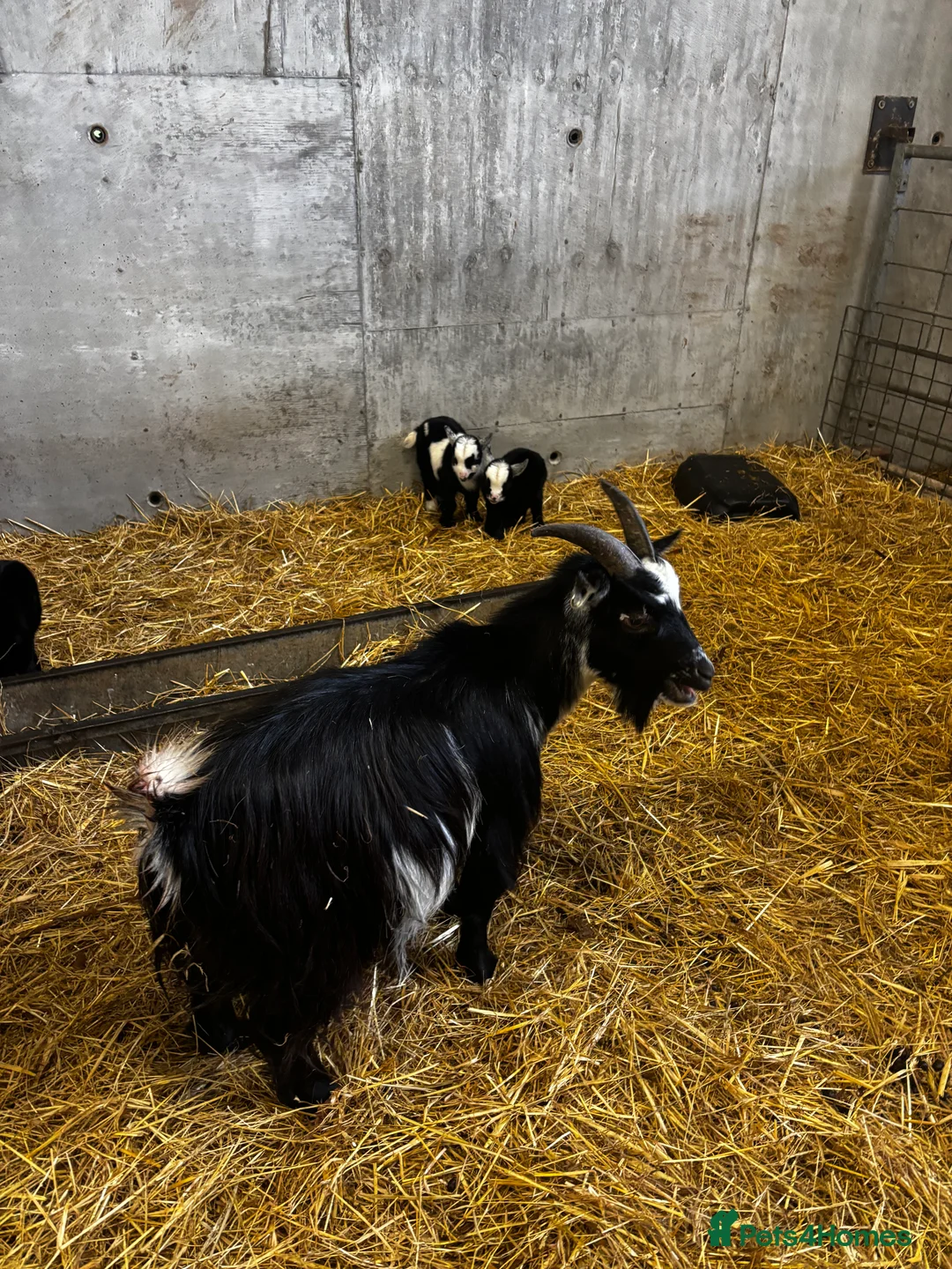 Goats livestock for sale: Breeding Nanny Goat with Twins at Foot (Ready Now) - Advert 3