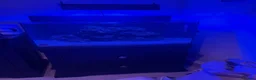 Other/Mixed Breed fish for sale: marine fish tank in Abingdon - Advert 7