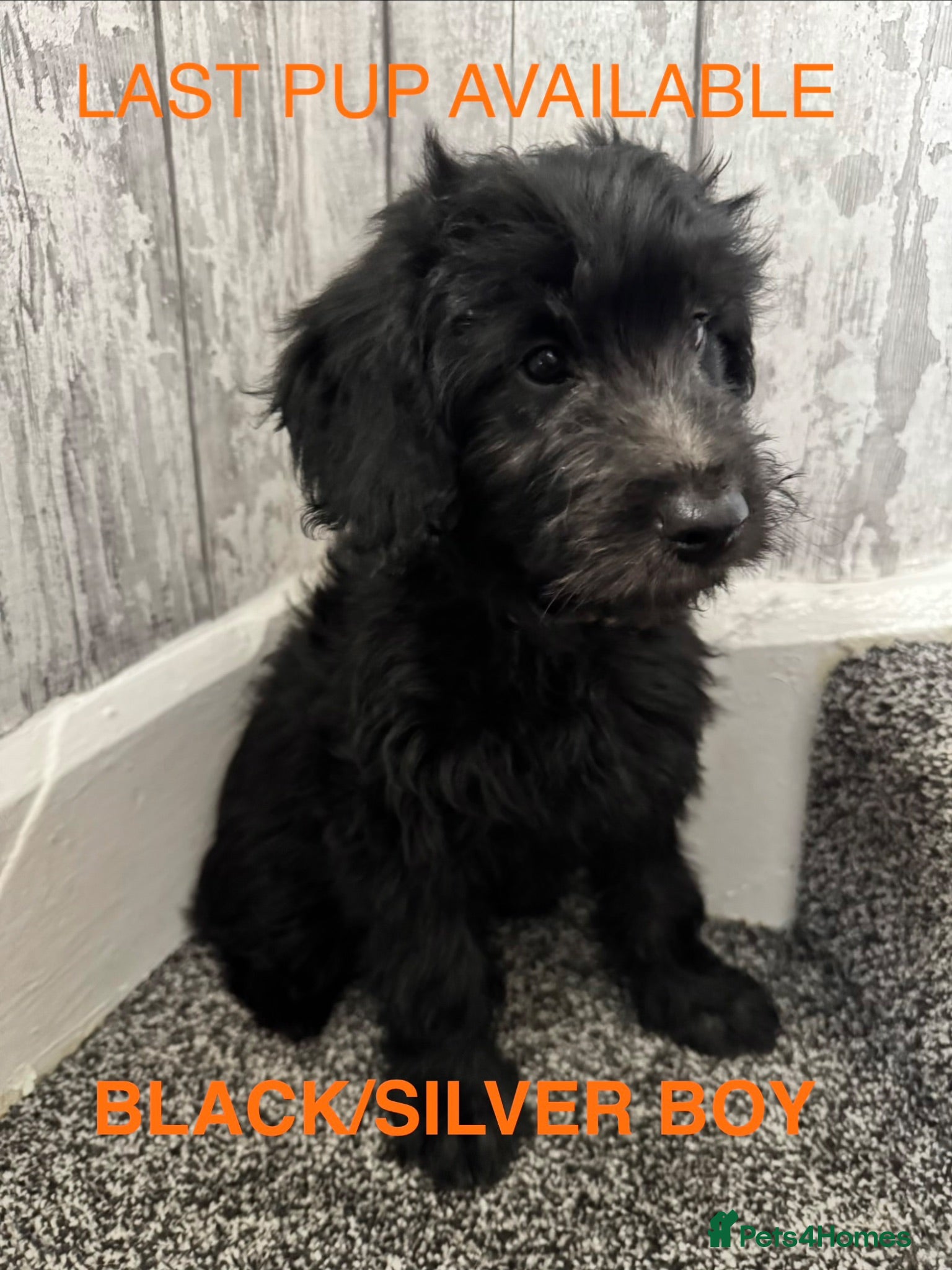 Mini Goldendoodle dogs F1 Mini Goldendoodles  *READY NOW* - Advert 1