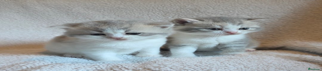High white lilac tort girl(RESERVED)