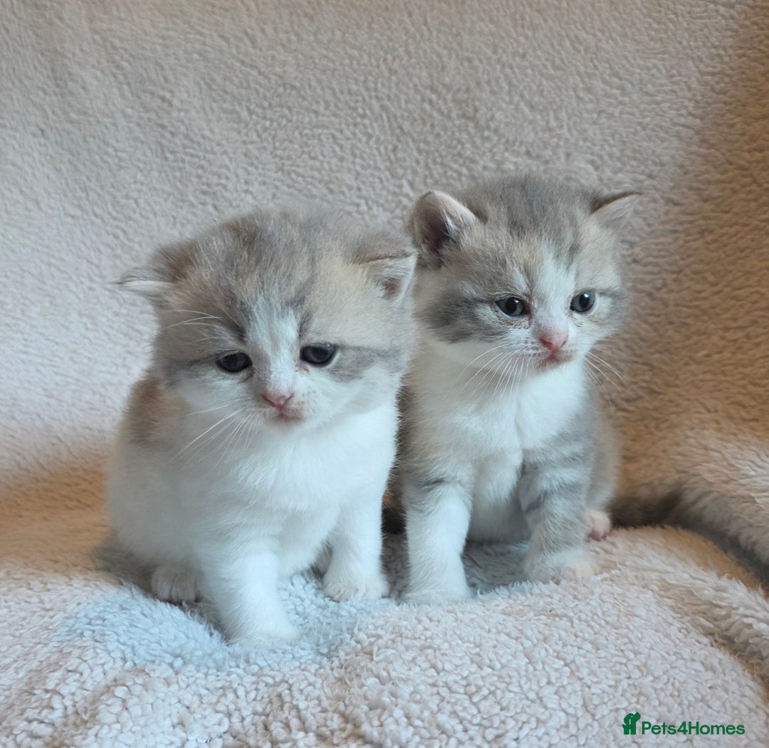 British Shorthair cats for sale: Beautiful unusual British shorthair kittens - Image 39