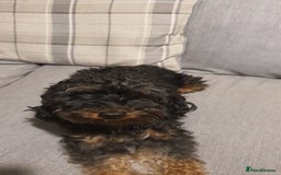 Cockapoo dogs for sale: Cockapoo - Advert 1