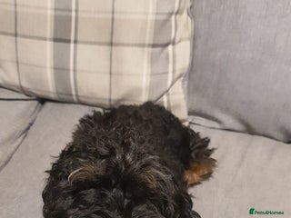 Cockapoo dogs for sale: Cockapoo - Advert 1