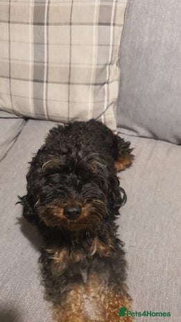 Cockapoo dogs Cockapoo - Advert 1