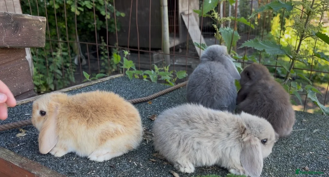 Mini Lop rabbits for sale: Selection of mini lops - Advert 4
