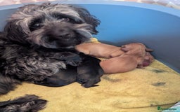 Mixed Breed dogs for sale: 75% Dachshund Cross Puppies - 4 Boys Available - Image 4